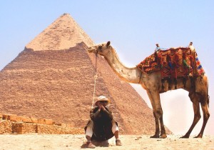 camel in desert 