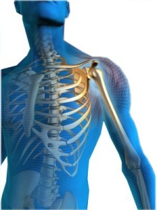 human's body