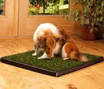 dog on potty