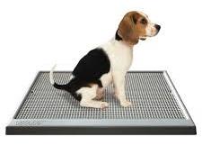 Dog Potty Training