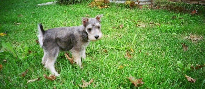 puppy