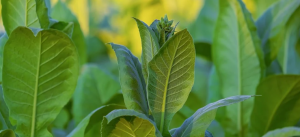 Tobacco Leaf 