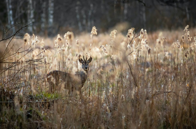 deer